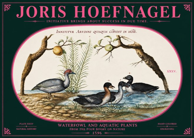 Joris Hoefnagel Waterfowl and Aquatic Plants No6 - Juliste