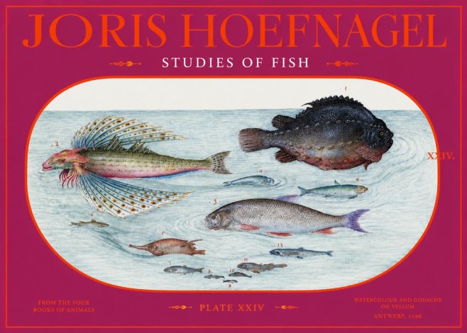 Joris Hoefnagel Studies of Fish II No2 - Juliste