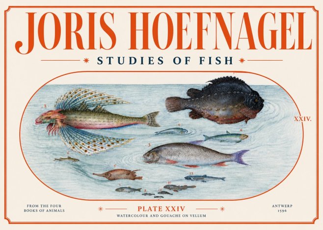 Joris Hoefnagel Studies of Fish II No4 - Juliste