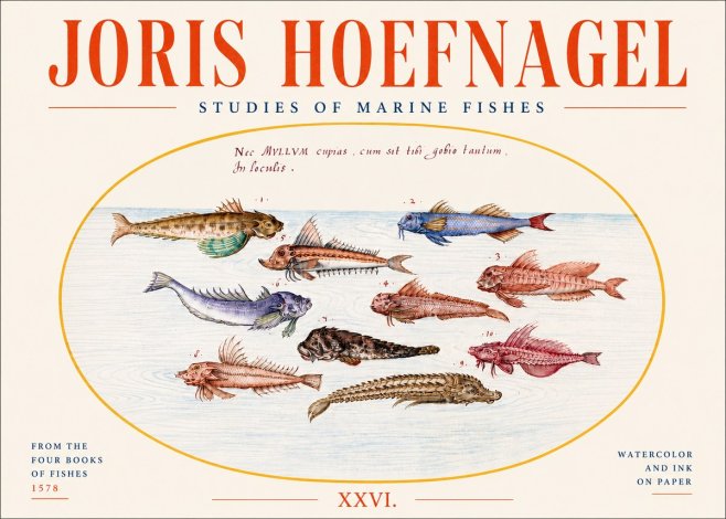 Joris Hoefnagel Studies of Marine Fishes No4 - Juliste