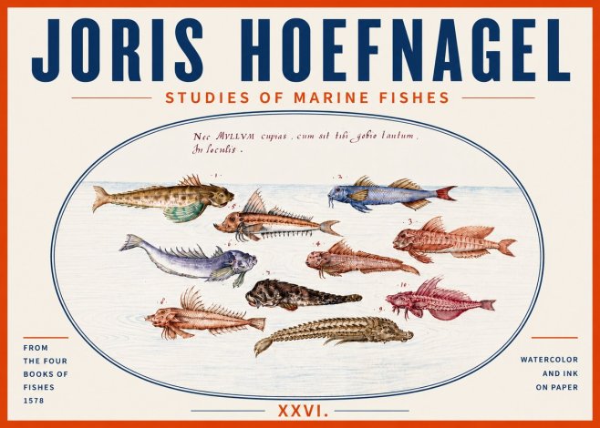 Joris Hoefnagel Studies of Marine Fishes No5 - Juliste