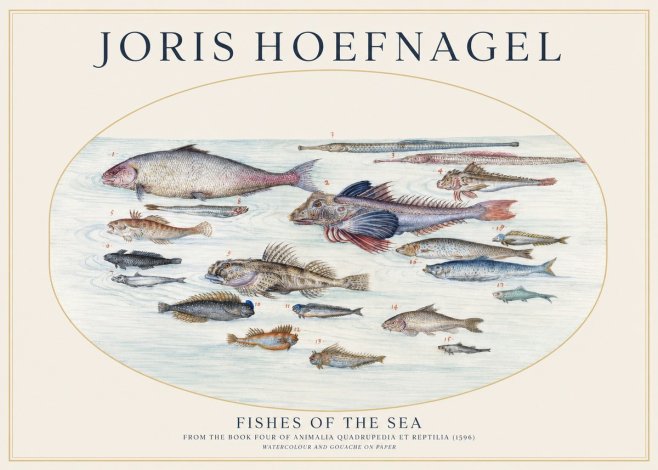 Joris Hoefnagel Fishes of the Sea III No1 - Juliste