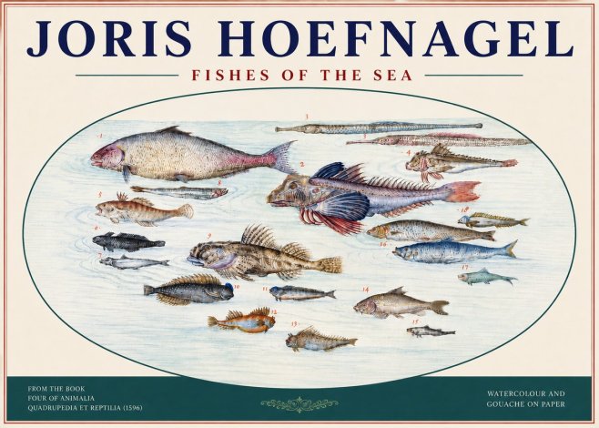 Joris Hoefnagel Fishes of the Sea III No4 - Juliste