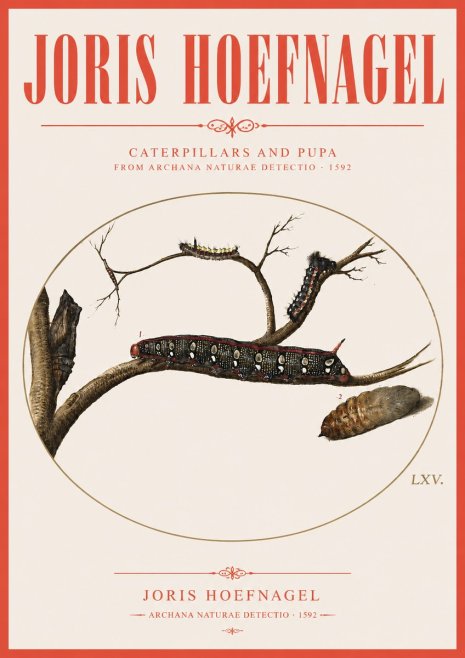 Joris Hoefnagel Caterpillars and Pupa No3 - Juliste