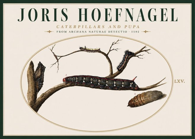 Joris Hoefnagel Caterpillars and Pupa No4 - Juliste