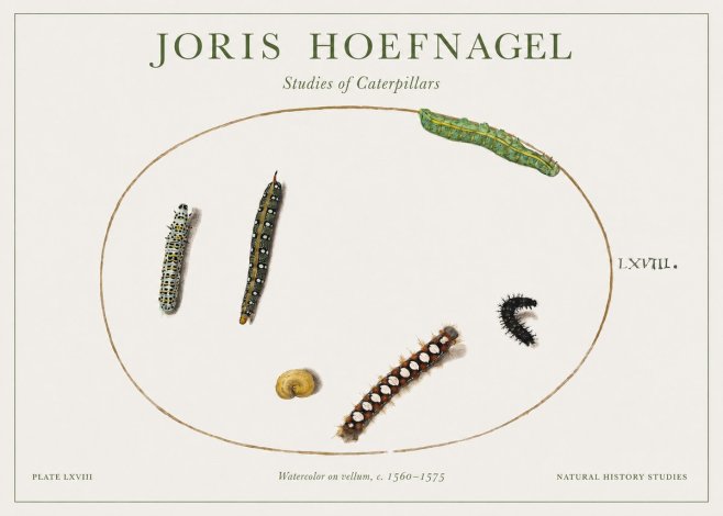 Joris Hoefnagel Studies of Caterpillars No1 - Juliste