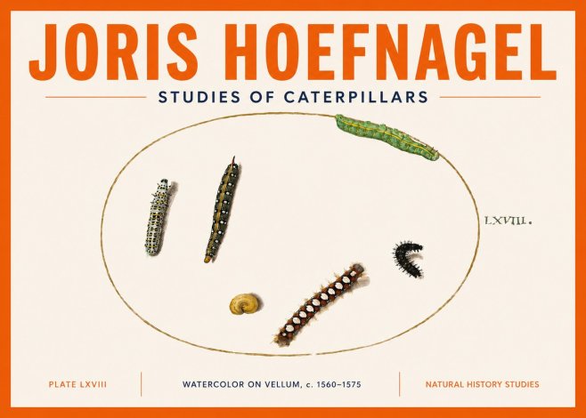Joris Hoefnagel Studies of Caterpillars No5 - Juliste