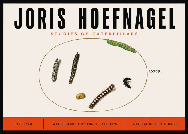 Joris Hoefnagel Studies of Caterpillars No6 - Juliste