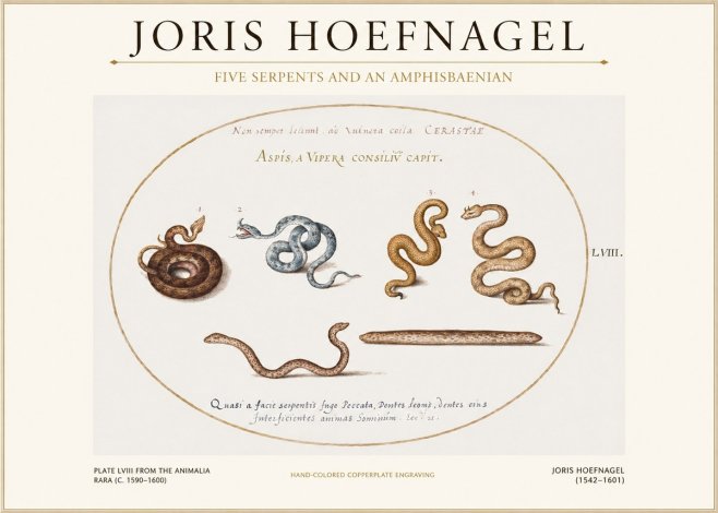 Joris Hoefnagel Five Serpents and an Amphisbaenian No1 - Juliste