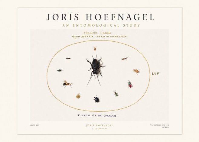 Joris Hoefnagel Formica Cicadae No1 - Juliste