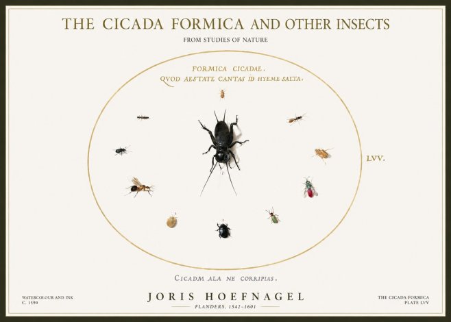 Joris Hoefnagel Formica Cicadae No5 - Juliste