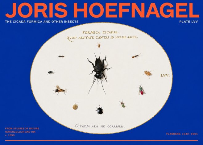 Joris Hoefnagel Formica Cicadae No6 - Juliste