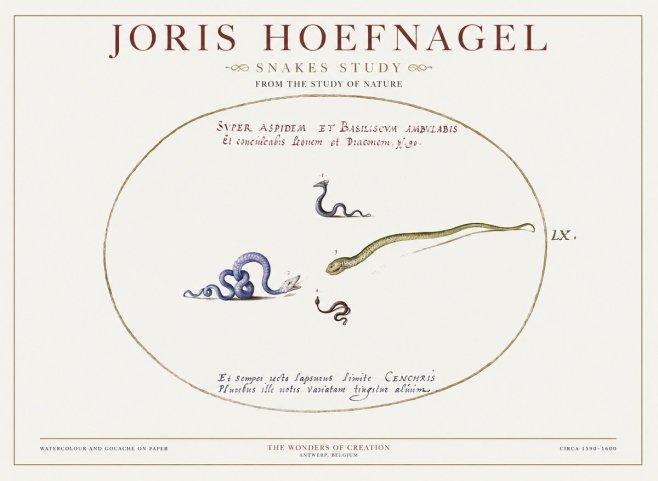 Joris Hoefnagel Studies of Serpents No2 - Juliste