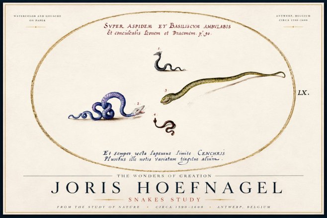 Joris Hoefnagel Studies of Serpents No6 - Juliste
