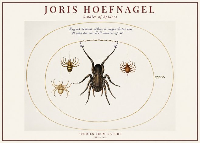 Joris Hoefnagel Study of Spiders No6 - Juliste
