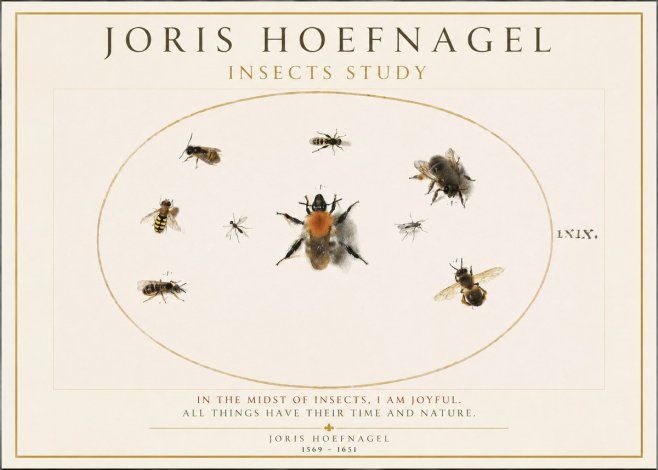 Joris Hoefnagel Insects Study II No1 - Juliste