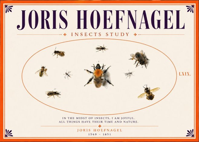 Joris Hoefnagel Insects Study II No5 - Juliste
