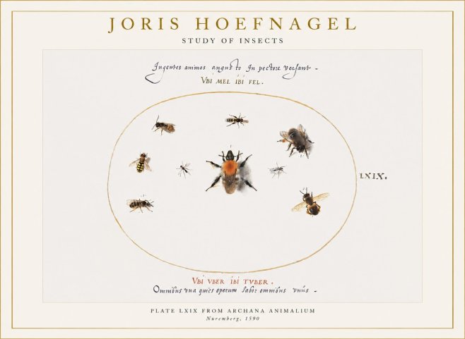 Joris Hoefnagel Insects Study II No6 - Juliste