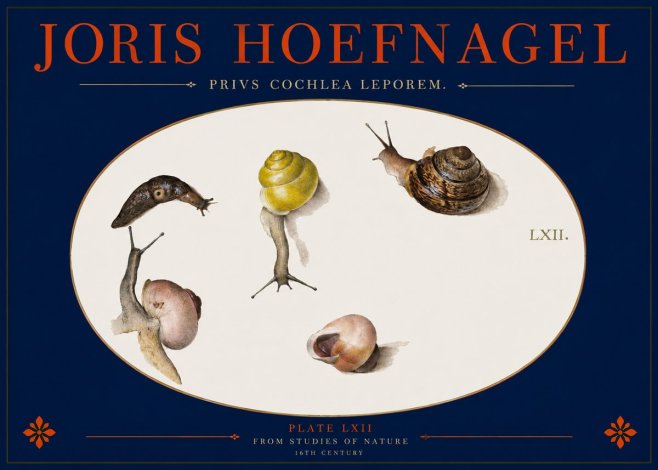 Joris Hoefnagel Privs Cochlea Leporem. No2 - Juliste