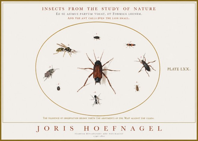 Joris Hoefnagel Insects from the Study of Nature No1 - Juliste