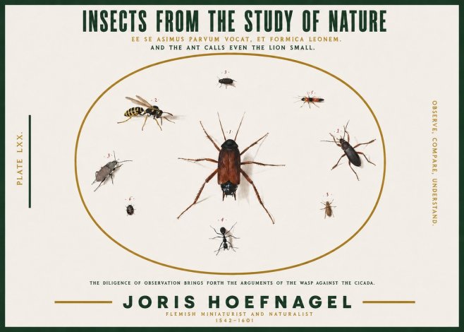 Joris Hoefnagel Insects from the Study of Nature No2 - Juliste