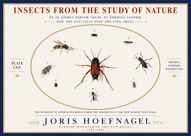 Joris Hoefnagel Insects from the Study of Nature No3 - Juliste