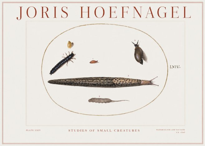 Joris Hoefnagel Plate Lxiv No2 - Juliste