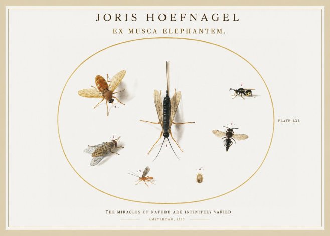 Joris Hoefnagel Ex Mvsca Elephantem. No2 - Juliste