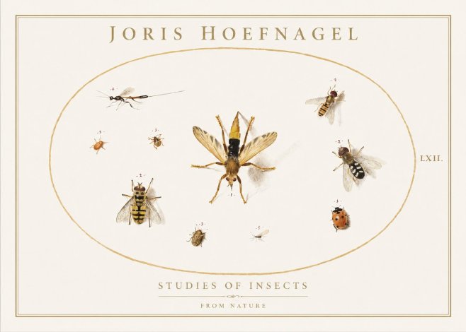 Joris Hoefnagel Studies of Insects IV No1 - Juliste