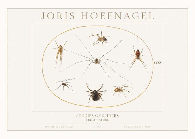Joris Hoefnagel Studies of Spiders from Nature No1 - Juliste