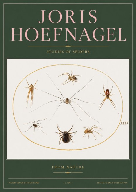 Joris Hoefnagel Studies of Spiders from Nature No2 - Juliste