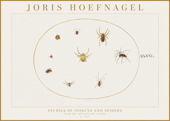 Joris Hoefnagel Studies of Insects and Spiders No1 - Juliste