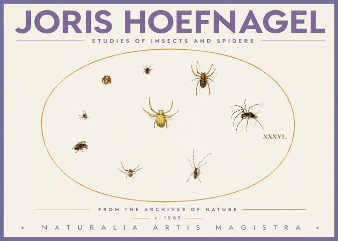 Joris Hoefnagel Studies of Insects and Spiders No4 - Juliste