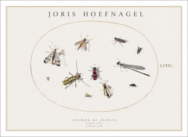 Joris Hoefnagel Studies of Insects - Plate Lxiv No1 - Juliste