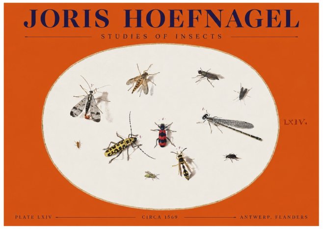 Joris Hoefnagel Studies of Insects - Plate Lxiv No2 - Juliste