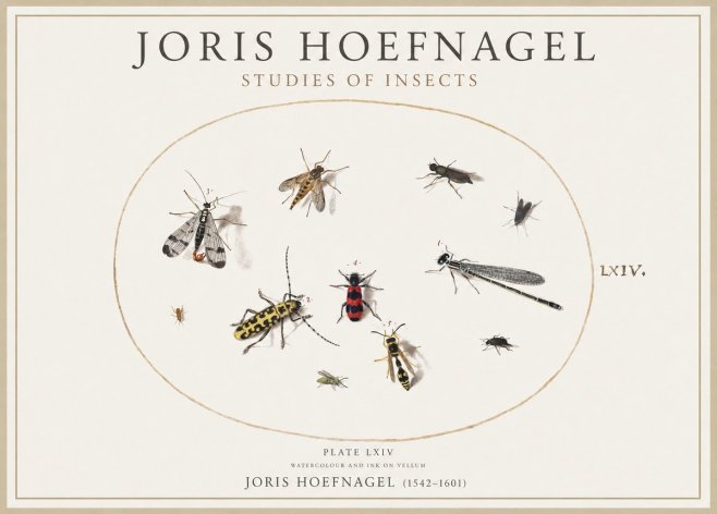 Joris Hoefnagel Studies of Insects - Plate Lxiv No4 - Juliste