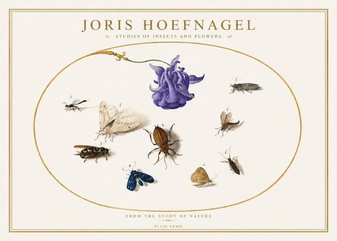 Joris Hoefnagel Studies of Insects and Flowers No5 - Juliste