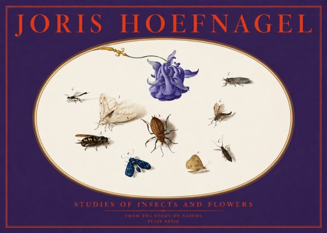 Joris Hoefnagel Studies of Insects and Flowers No6 - Juliste