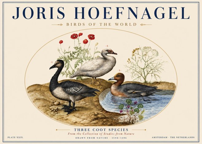 Joris Hoefnagel Three Coot Species No5 - Juliste
