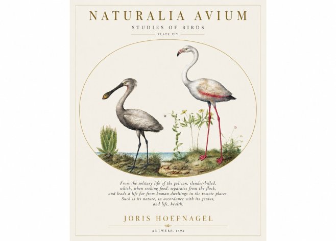 Joris Hoefnagel The Solitary Sanctuary of the Spoonbill and the Flamingo No2 - Juliste