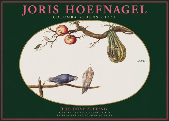 Joris Hoefnagel Pigeons Sitting. No3 - Juliste