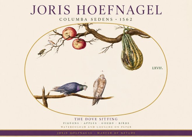 Joris Hoefnagel Pigeons Sitting. No4 - Juliste