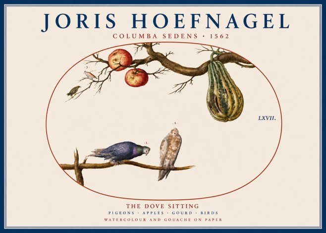 Joris Hoefnagel Pigeons Sitting. No5 - Juliste