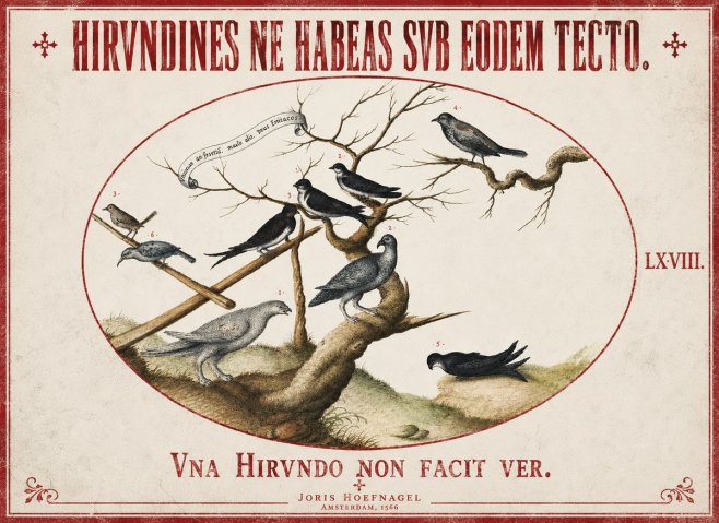 Joris Hoefnagel Birds Study No3 - Juliste