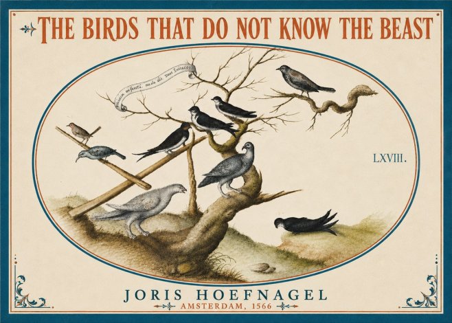Joris Hoefnagel Birds Study No6 - Juliste