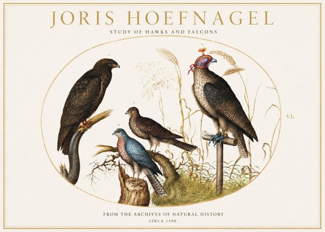 Joris Hoefnagel Studies of Hawks and Falcons No2 - Juliste