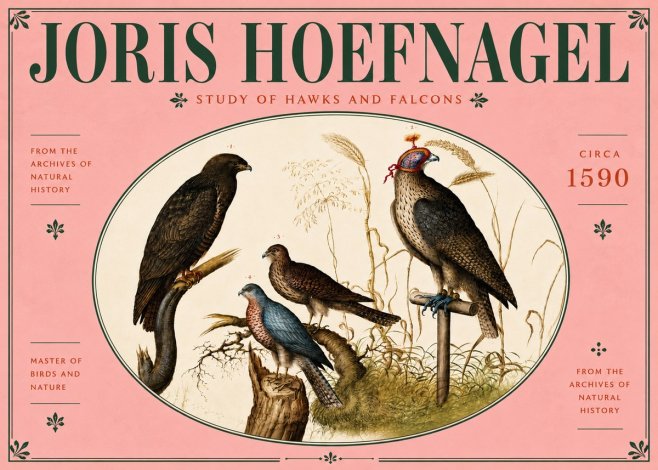 Joris Hoefnagel Studies of Hawks and Falcons No6 - Juliste