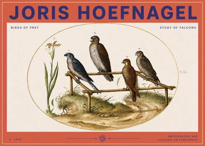 Joris Hoefnagel Study of Falcons No3 - Juliste