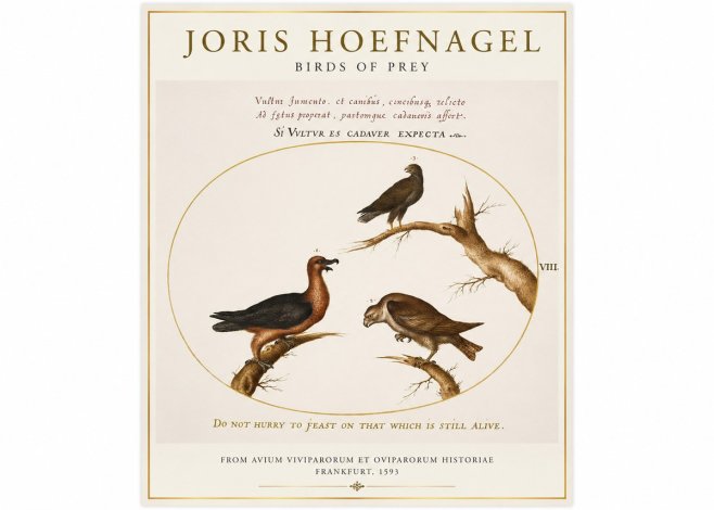 Joris Hoefnagel Birds of Prey No1 - Juliste