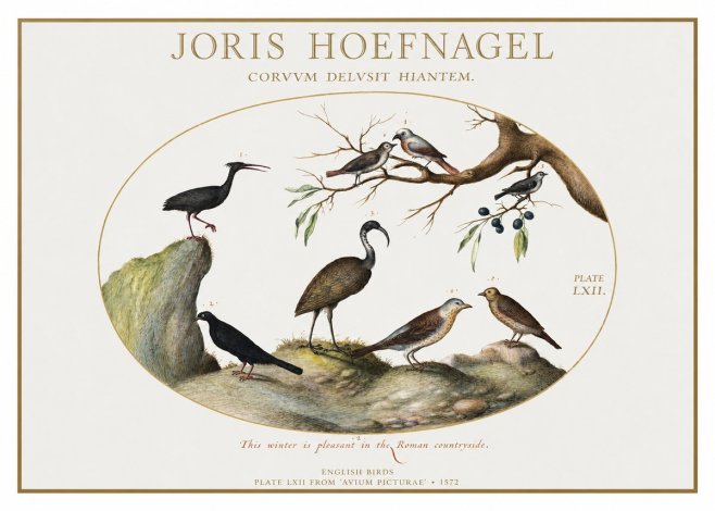 Joris Hoefnagel English Birds Plate Lxii No1 - Juliste